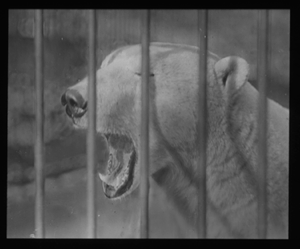 Image of Polar bear yawning in New York Zoo